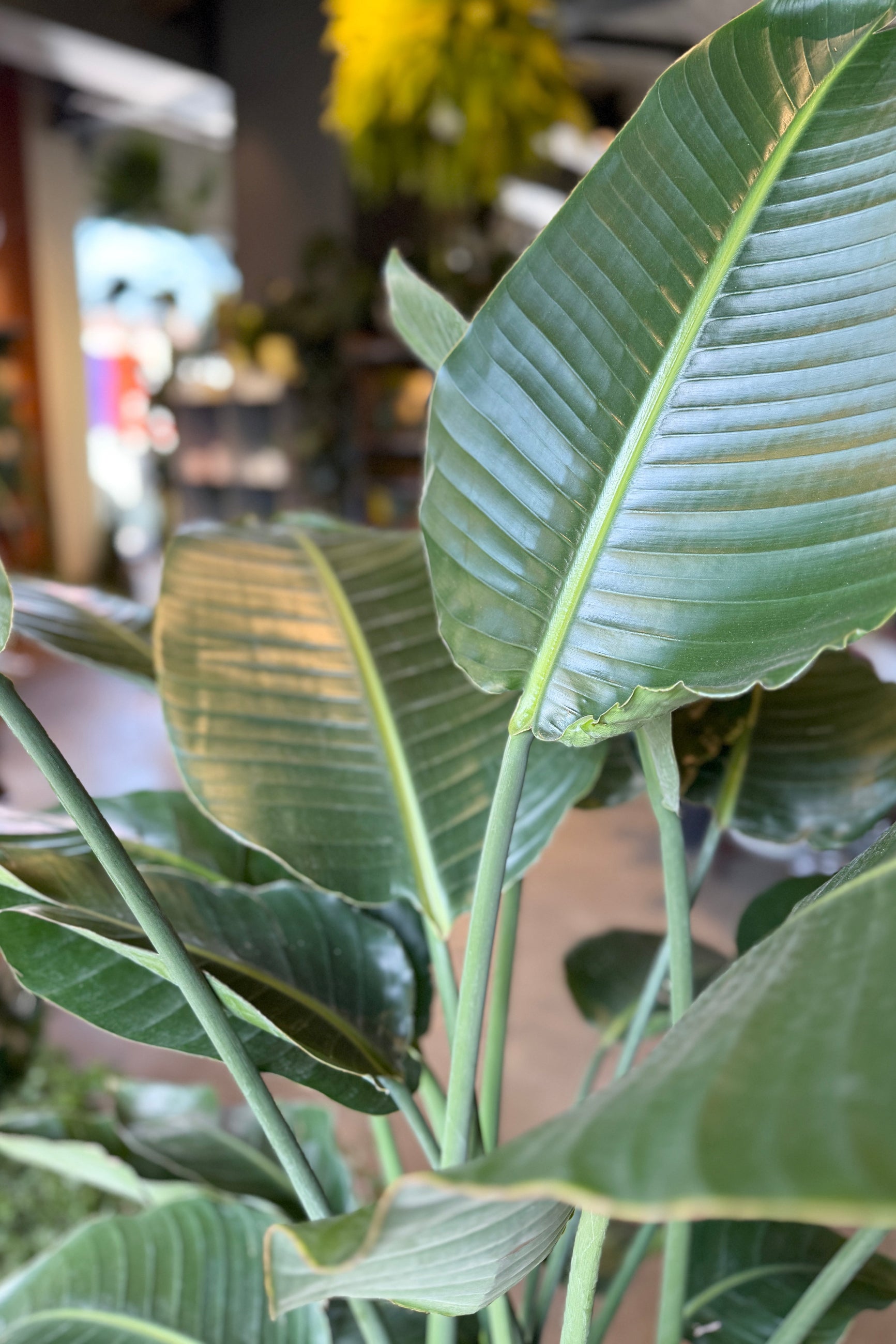 Strelitzia nicolai "White bird of Paradise" 14” premium showing the leaves up close ©Sprout Home