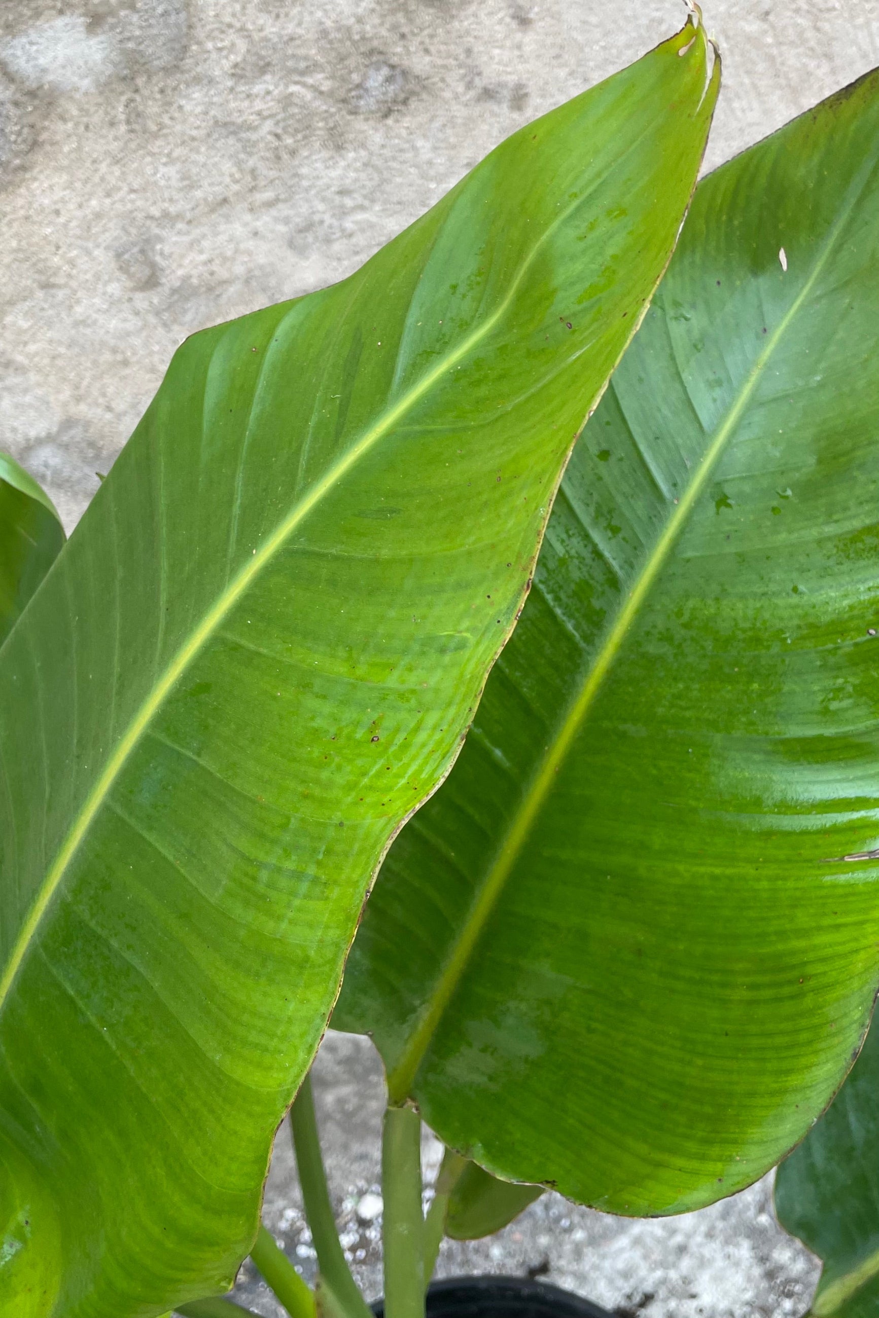 A detailed view of Strelitzia nicolai "White Bird of Paradise" #5 against concrete backdrop ©Sprout Home