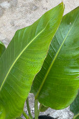 A detailed view of Strelitzia nicolai "White Bird of Paradise" #5 against concrete backdrop