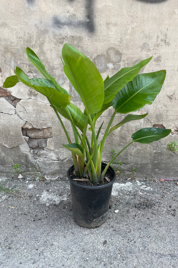 A full view of Strelitzia nicolai "White Bird of Paradise" #5 in gallon pot against concrete backdrop