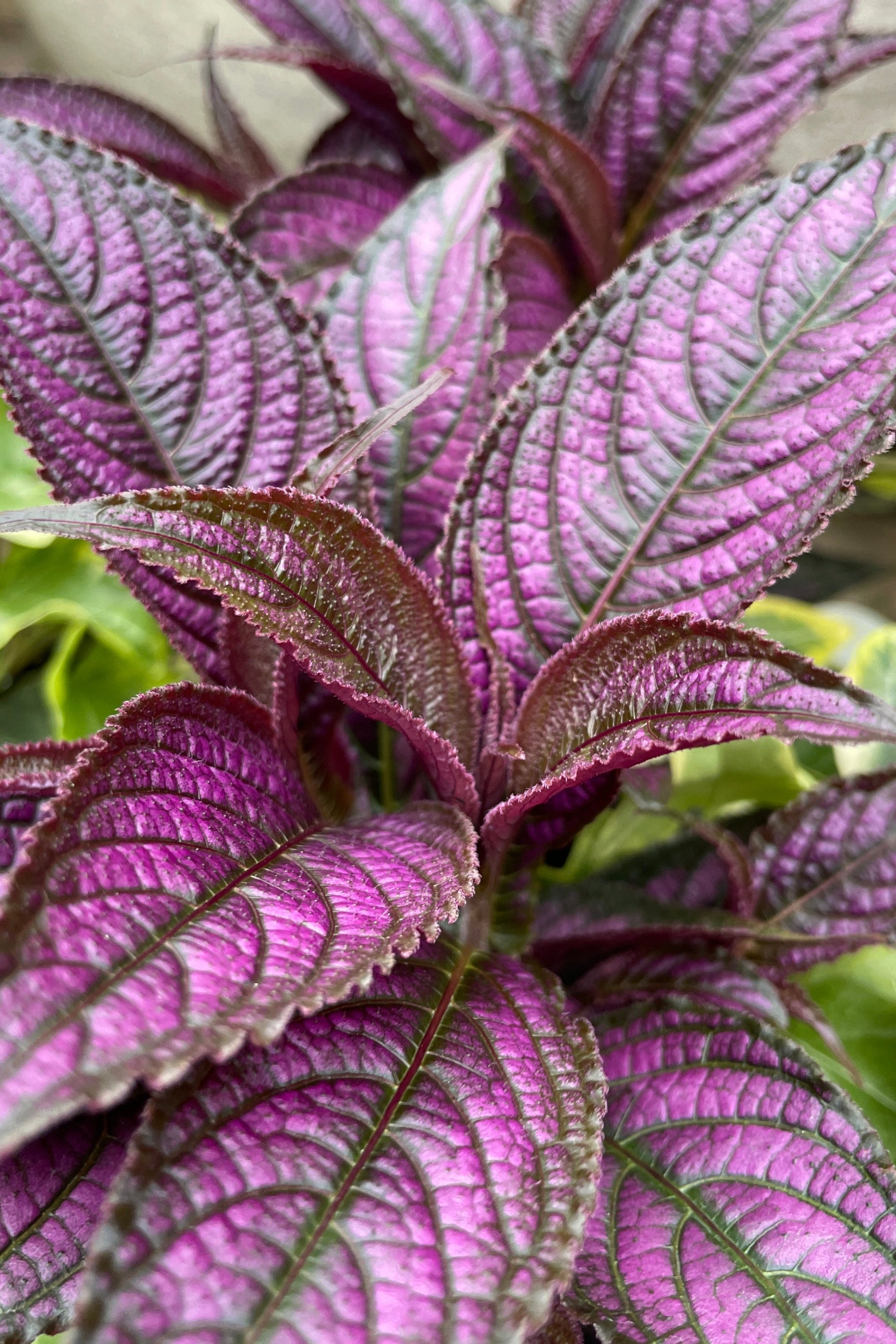 Strobilanthes "Persian Shield" leaves up close showing the purple pattern ©Sprout Home