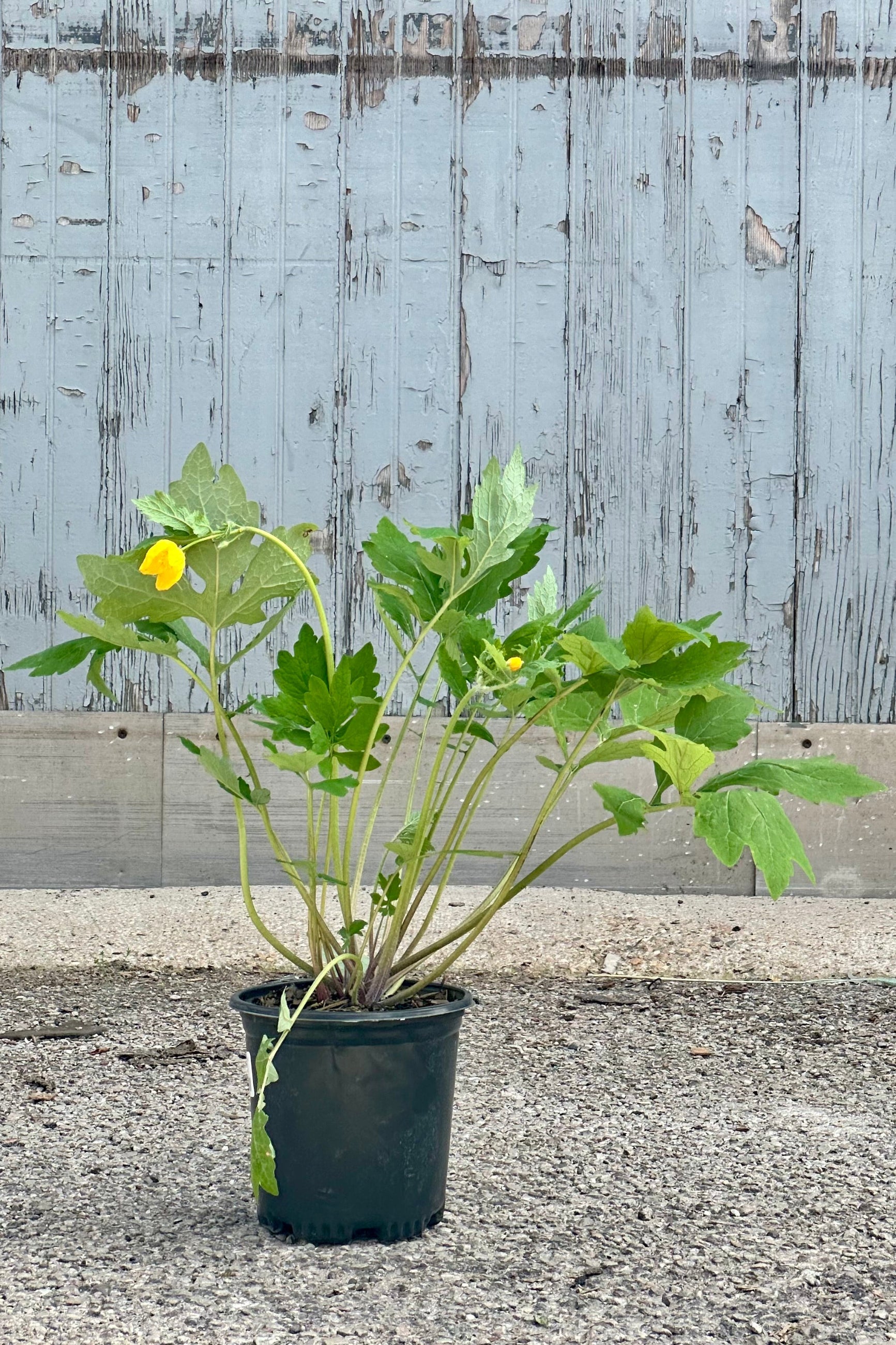 Stylophorum diphyllym in a #1 growers pot in bloom with nodding yellow flowers mid May at Sprout Home ©Sprout Home