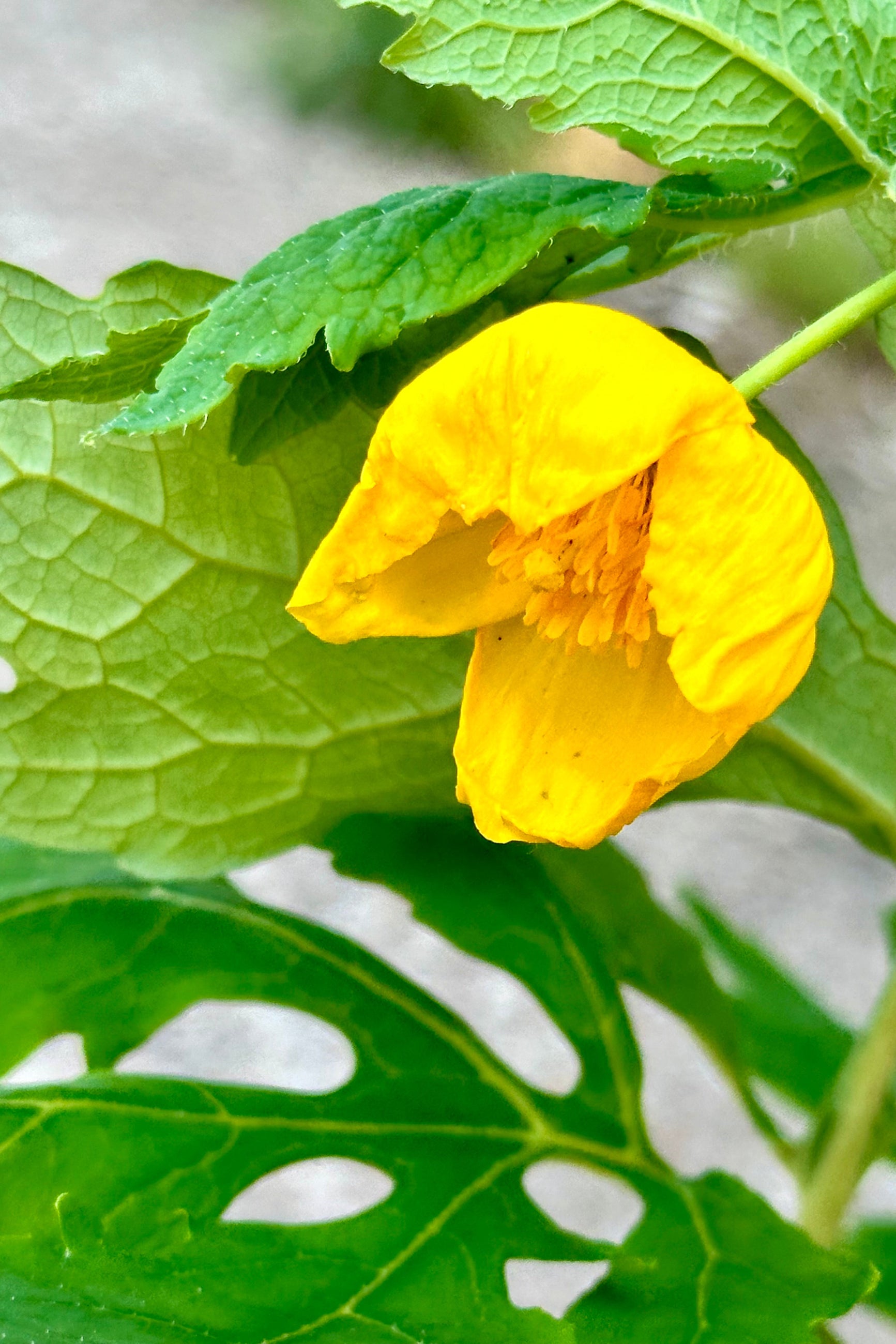 The sweet poppy like yellow flower of the Stylophorum diphyllym at Sprout Home mid May ©Sprout Home