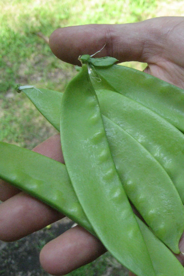 Swiss Giant snow peas being held in hand by Hudson Valley Seed Co.