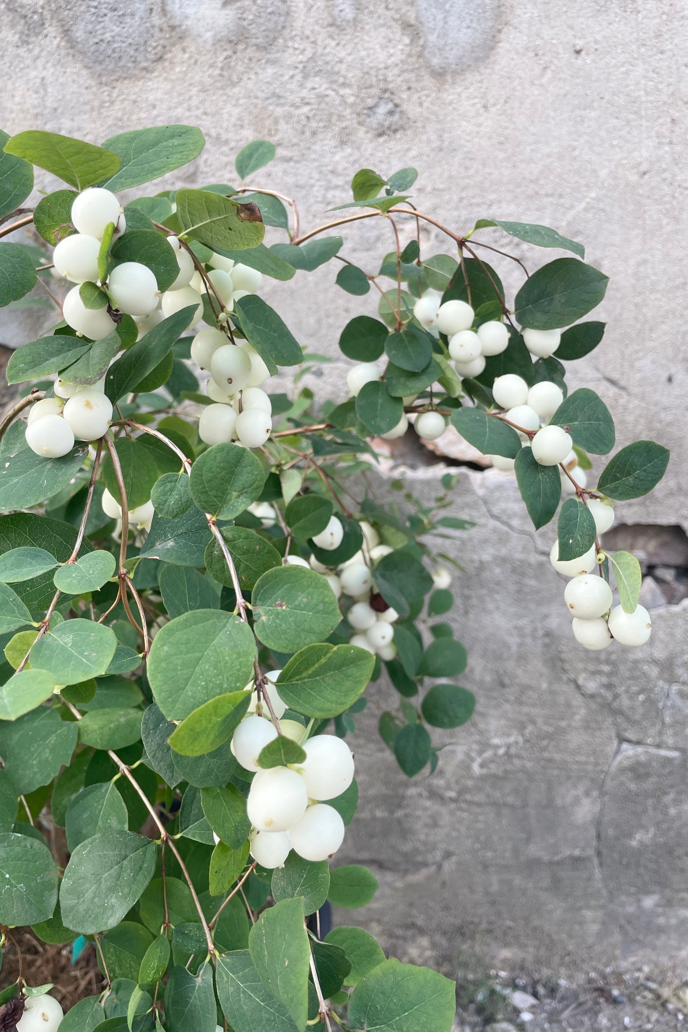 The bright white berries of Symphoricarus d 'Galaxy'  the beginning of September at Sprout Home