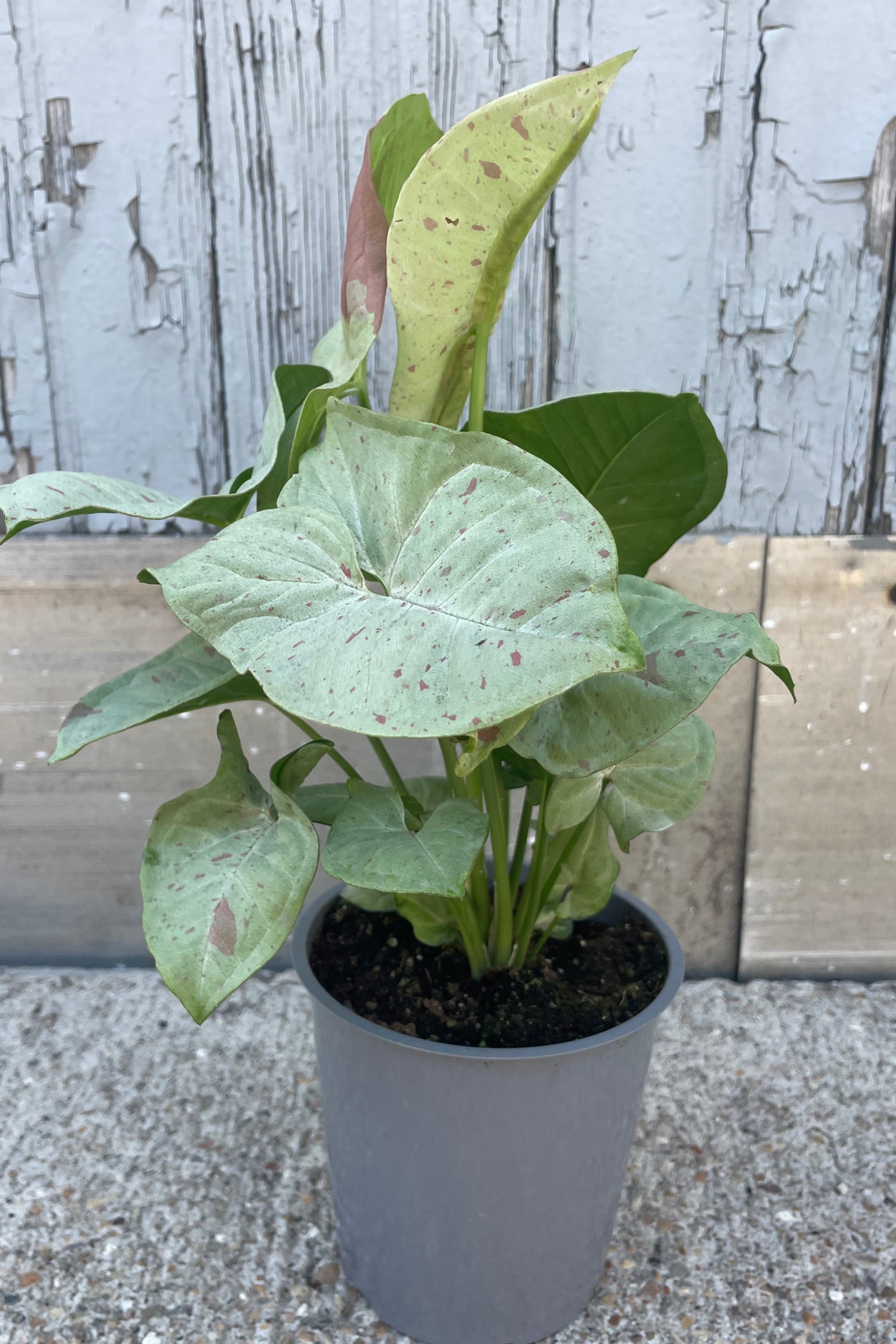 Photo of a houseplant with wide arrow-shaped leaves that are mostly white with rose-pink spots. The plant is a Syngonium 'Milk Confetti' shown in a gray pot in front of a gray wall Sprout Home ©Sprout Home