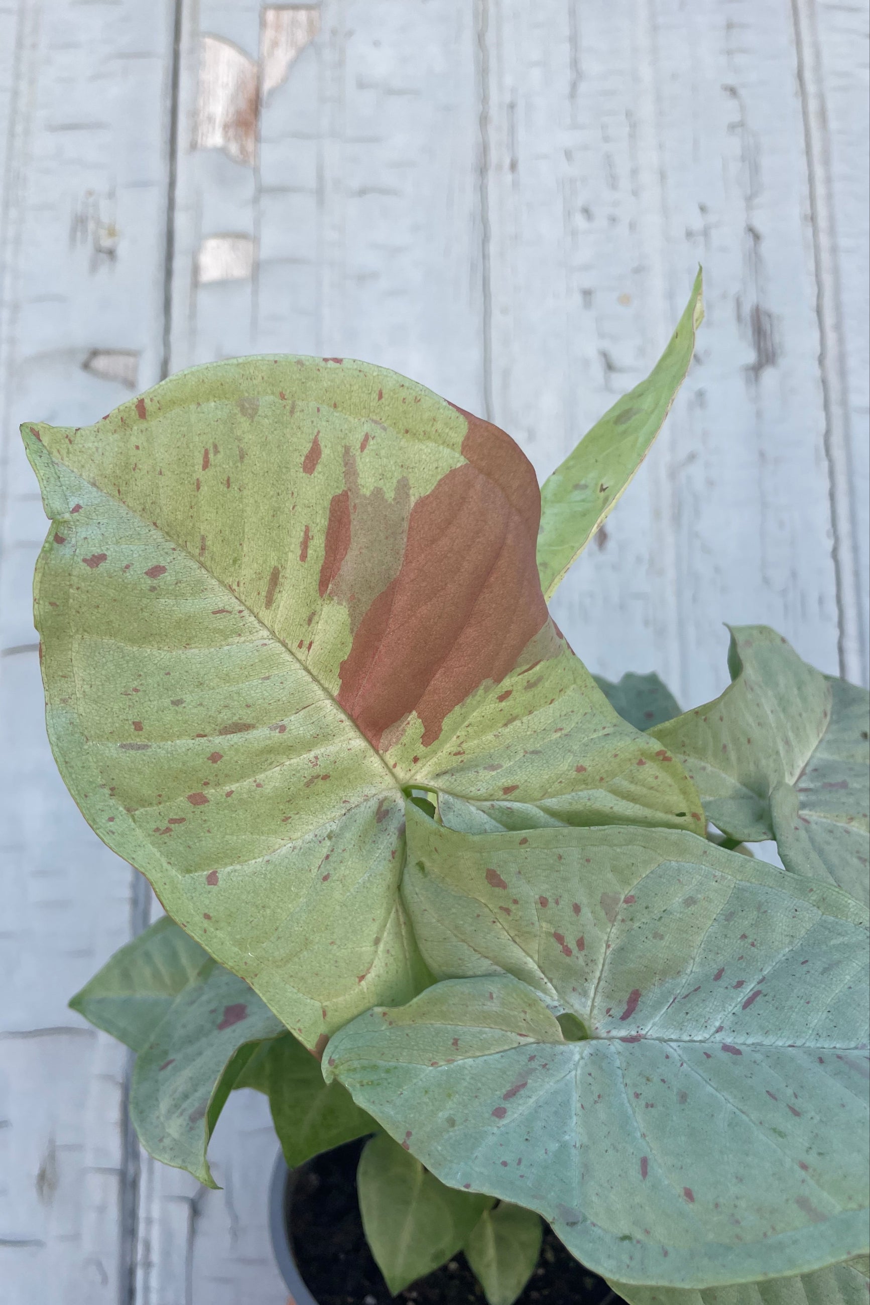 Photo of a houseplant with wide arrow-shaped leaves that are mostly white with rose-pink spots. The plant is a Syngonium 'Milk Confetti' shown in front of a gray wall Sprout Home ©Sprout Home