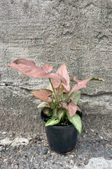 Photo of pink arrow shapes leaves of Syngonium podophyllum Mickey in a nursery pot against a gray cement wall.