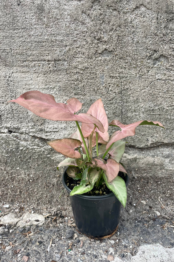 Photo of pink arrow shapes leaves of Syngonium podophyllum Mickey in a nursery pot against a gray cement wall.