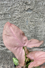 Close up photo of the pink arrow shaped leaves of Syngonium podophyllum Mickey against a gray cement wall.