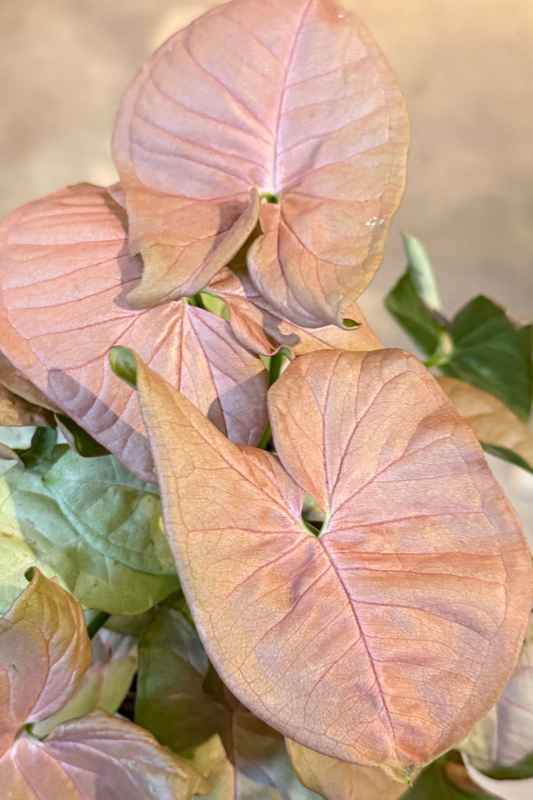 Close-up of Syngonium podophyllum 'Strawberry Ice' 4" pink and green leaves with a blurred background ©Sprout Home