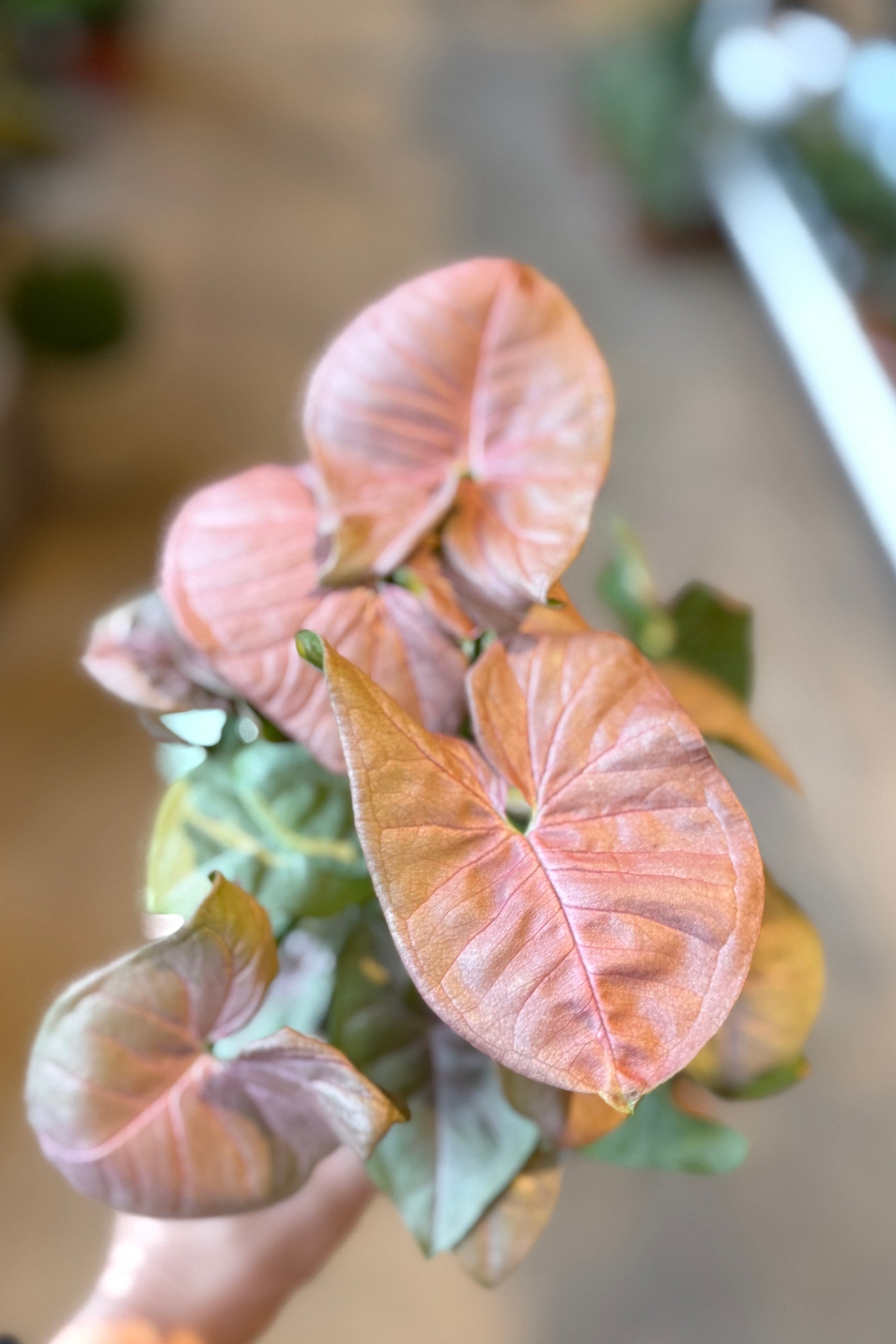 Close-up of a pink and greenSyngonium podophyllum 'Strawberry Ice' 4" leafy plant held by a hand against a blurred background ©Sprout Home