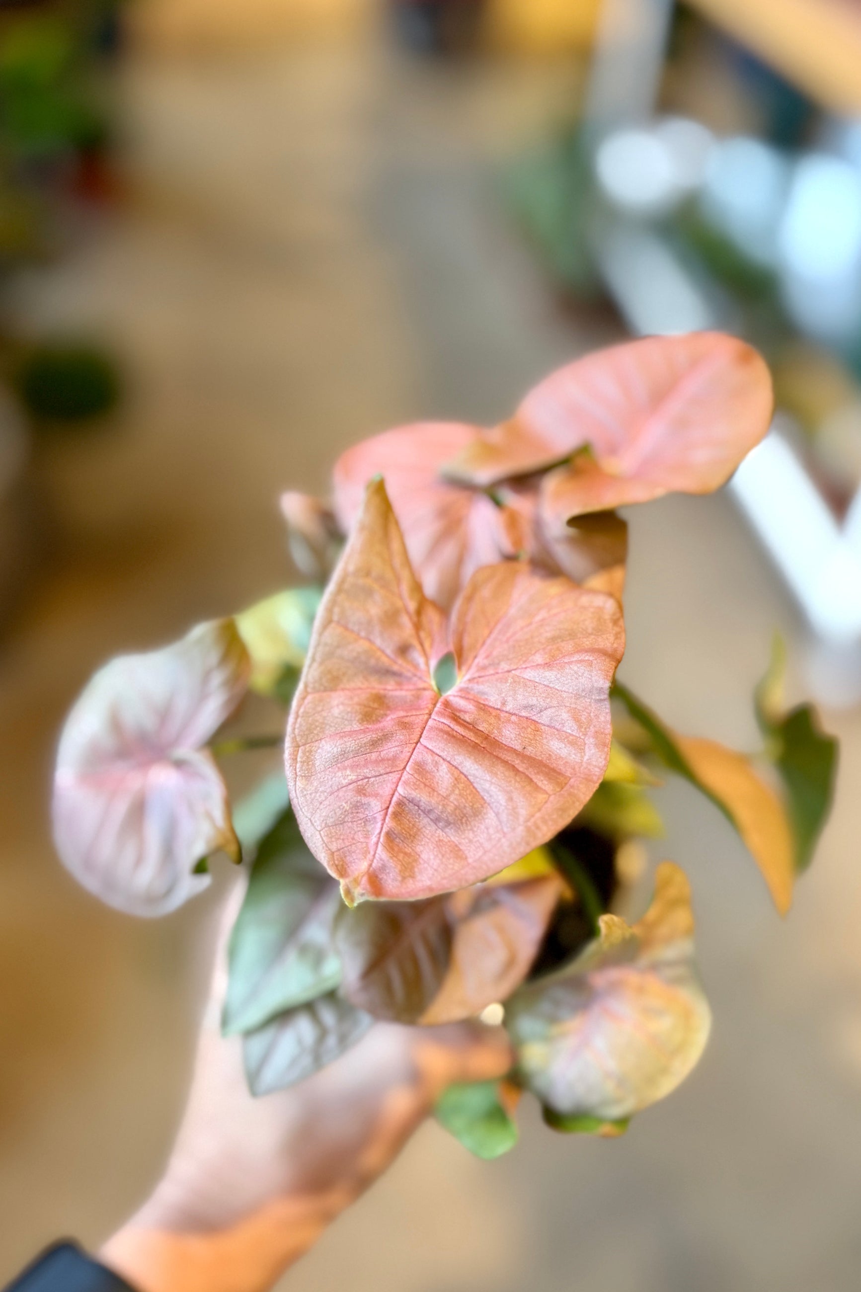 Hand holding a pink Syngonium podophyllum 'Strawberry Ice' 4" leafy plant with a blurred indoor background ©Sprout Home