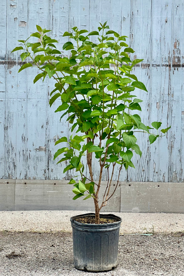 #3 growers pot of Syringa 'Madame Lemoine' with its graceful habit and green leaves in front of a wood wall mid May