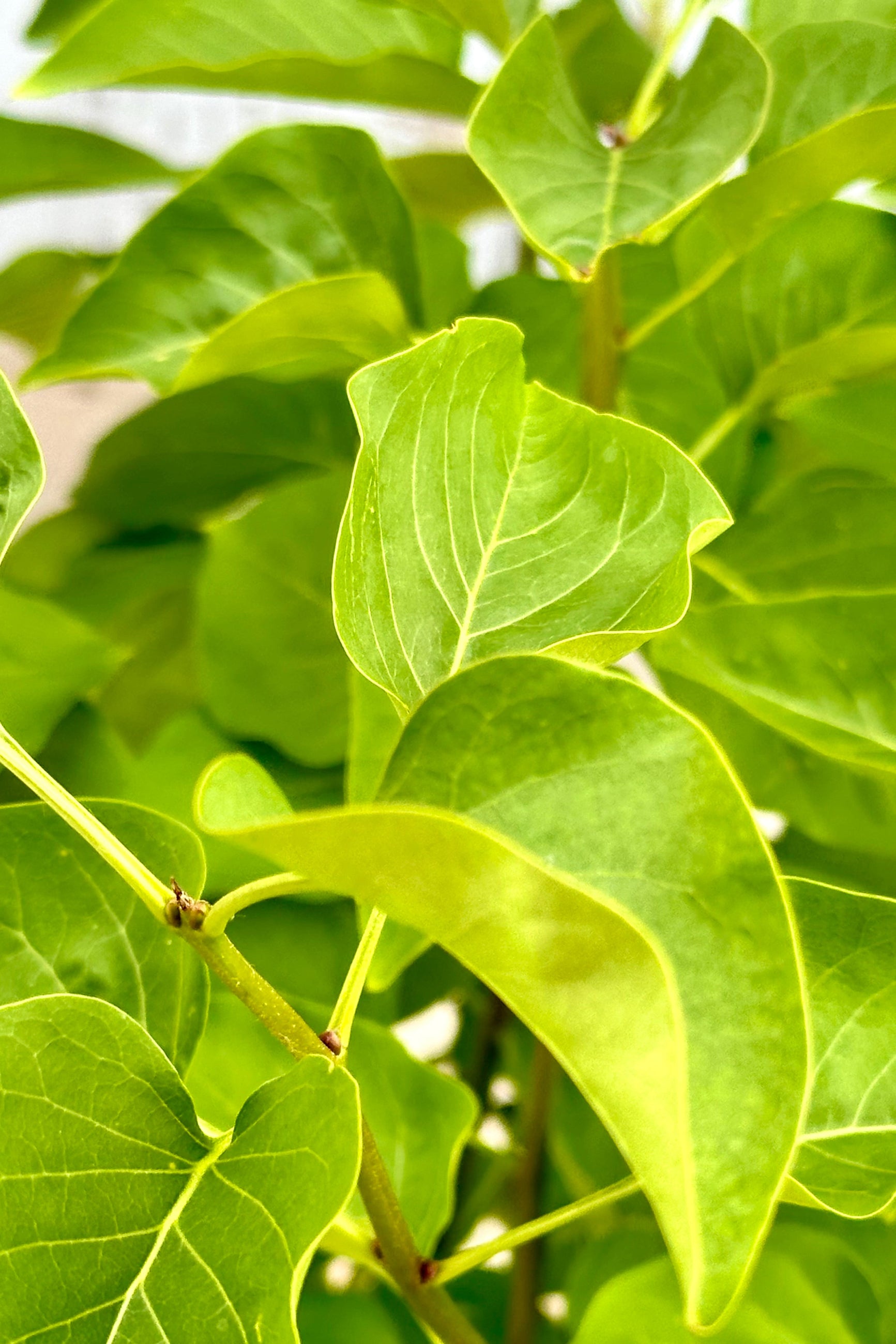 Detail o the green leaves of 'Madame Lemoine' lilac mid May at Sprout Home.  ©Sprout Home