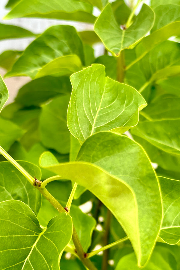 Detail o the green leaves of 'Madame Lemoine' lilac mid May at Sprout Home. 