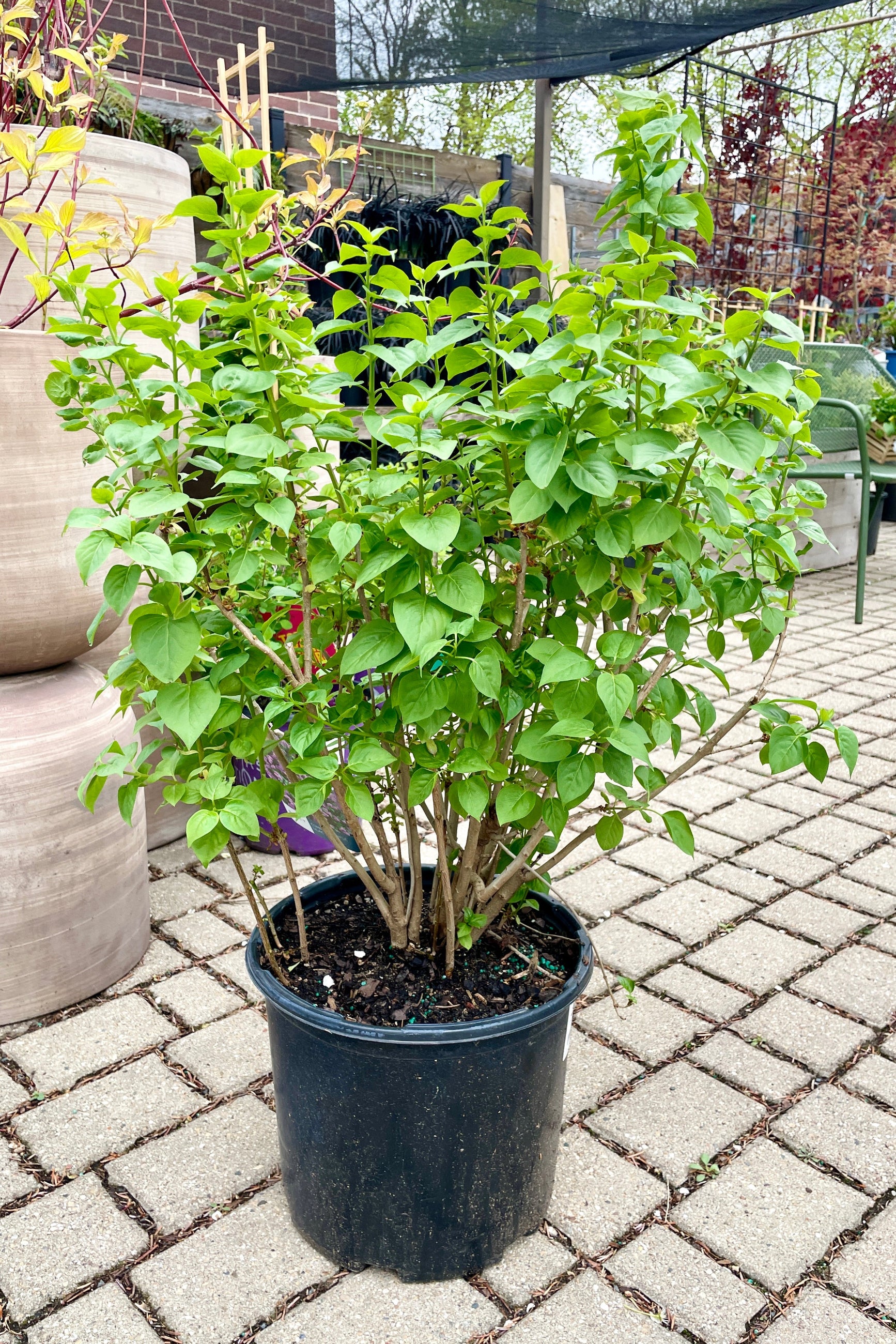 Syringa 'Common Purple Lilac' in a #3 growers pot the middle of April prior to blooming in the Sprout Home yard.    ©Sprout Home