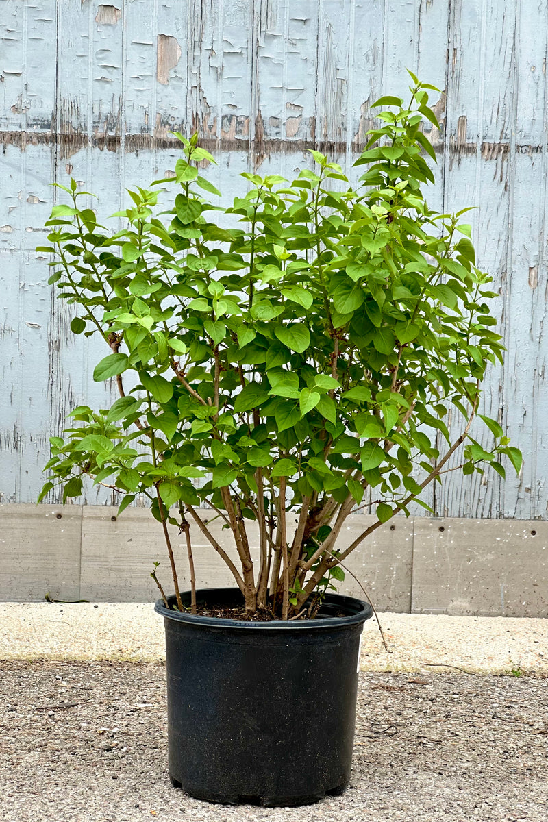 Syringa Common Purple Lilac before bloom the end of April in a #3 growers pot. 