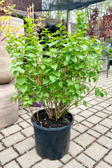 Syringa 'Common Purple Lilac' in a #3 growers pot the middle of April prior to blooming in the Sprout Home yard. 