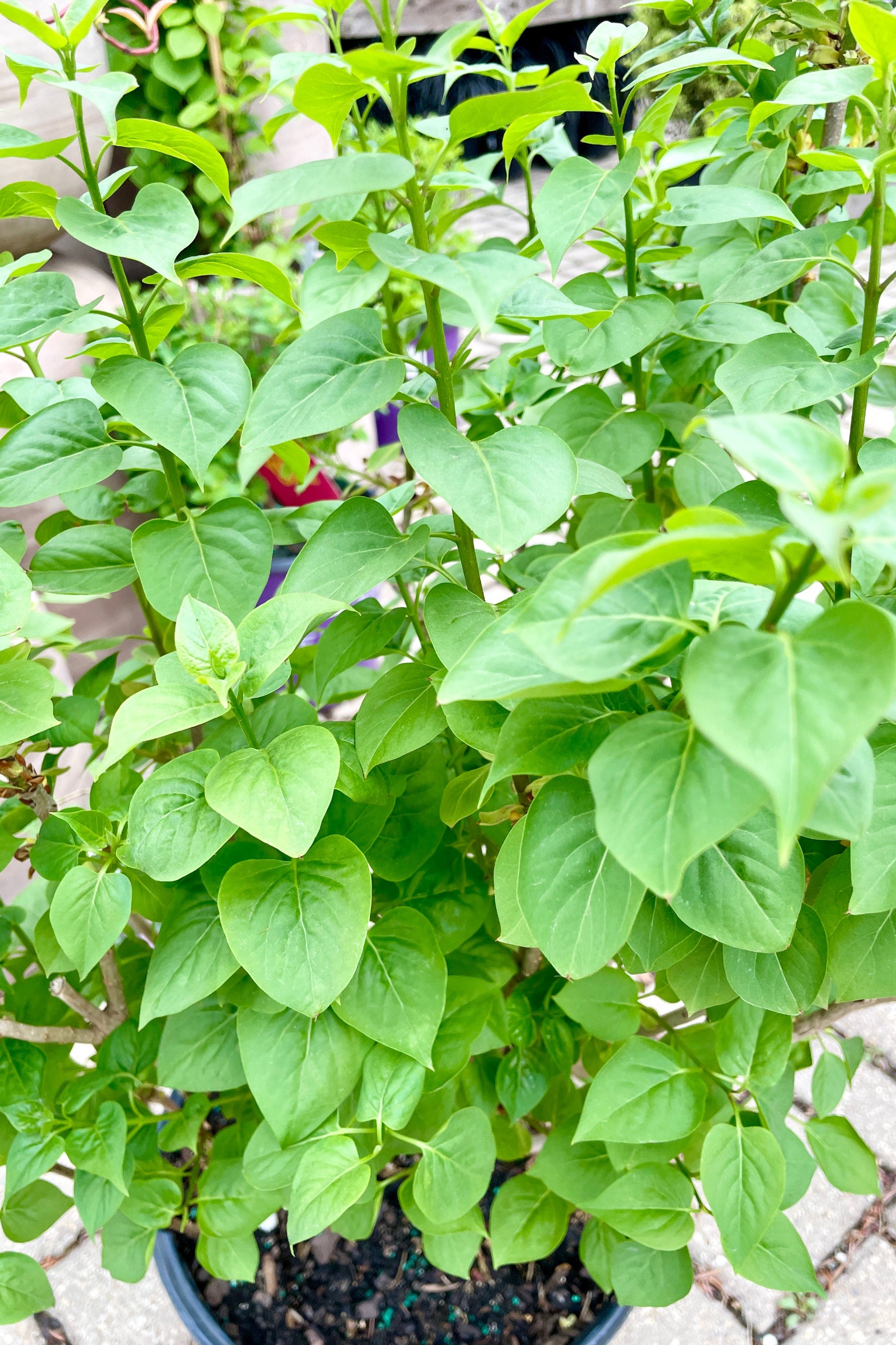 The 'Common Purple Lilac' before bloom in April showing off its natural green lush leaves.    ©Sprout Home