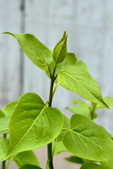 The green heart shaped green leaves of the Common Purple Lilac the end of April before bloom. 