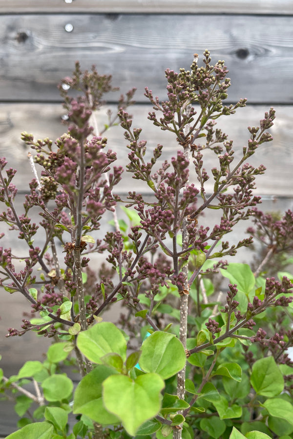 'Palibin' lilac in bud stage the end of April,  before blooming.