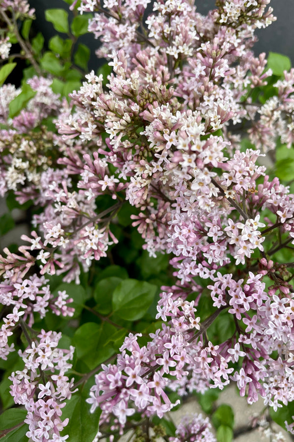 The open light purple blooms of the Syringa meyeri 'Palibin' shrub.