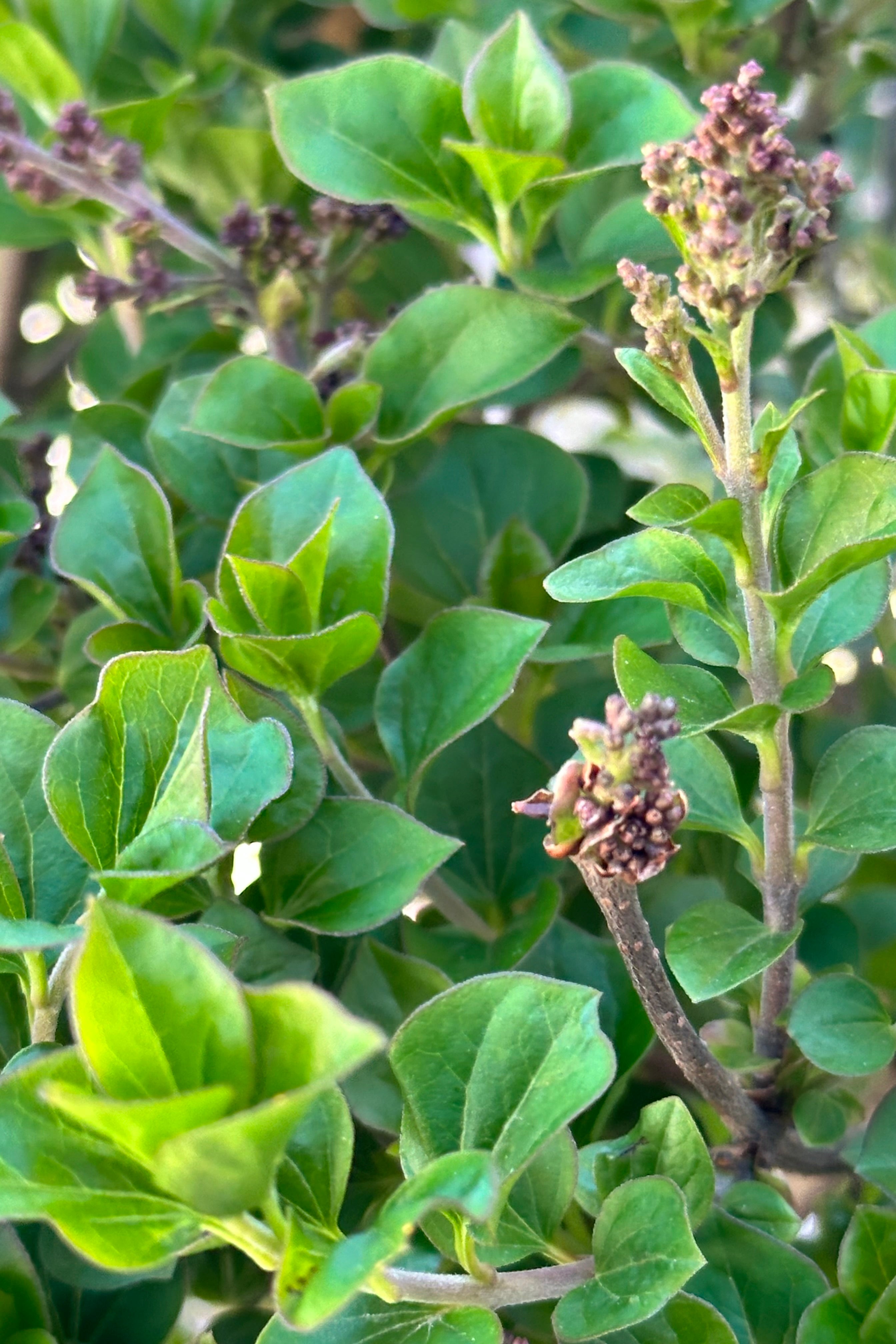 Detail of Syringa 'Palibin' starting to set bud the end of April. 