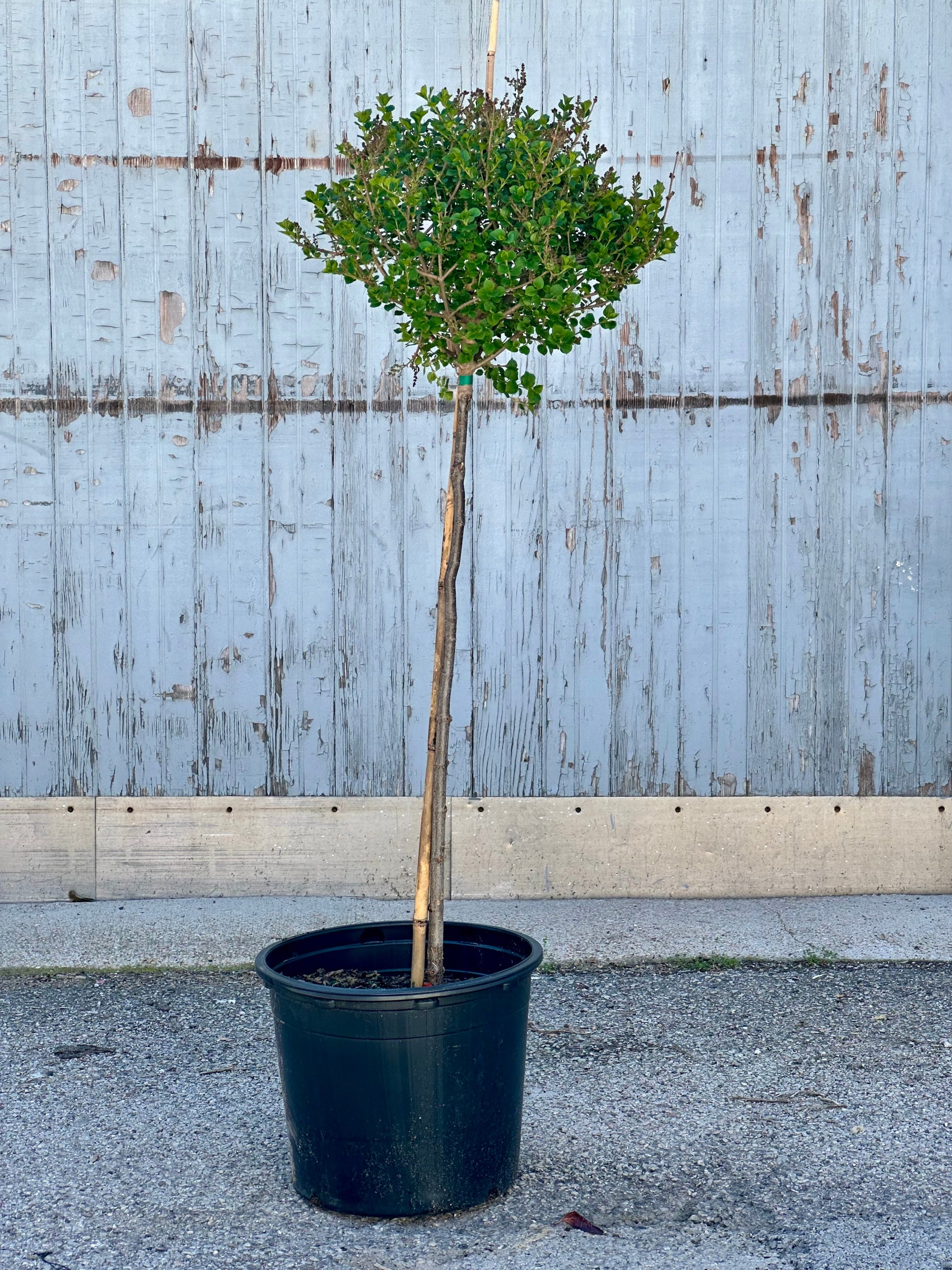 Lilic 'Palibin' as a standard tree in a #7 growers pot the end of April at Sprout Home.  ©Sprout Home 