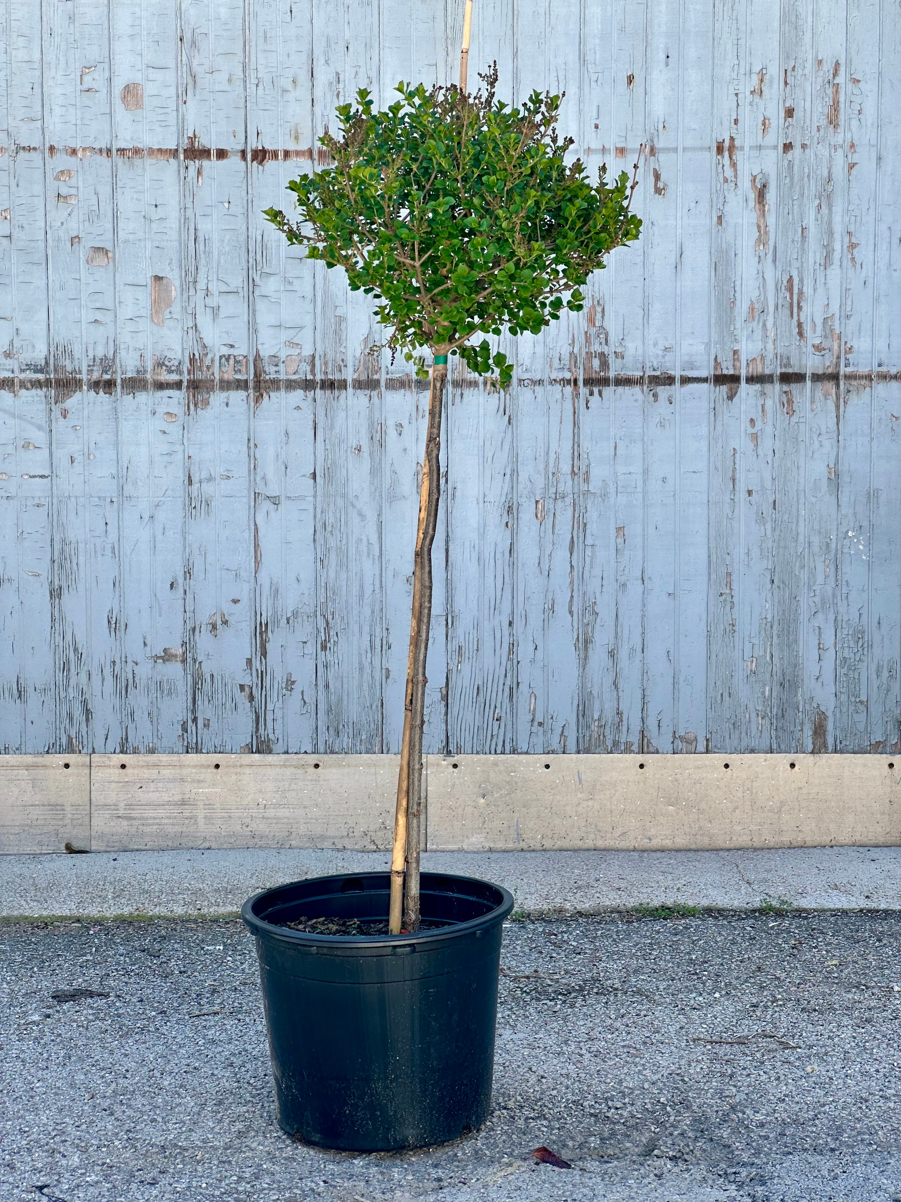 Lilic 'Palibin' as a standard tree in a #7 growers pot the end of April at Sprout Home. 