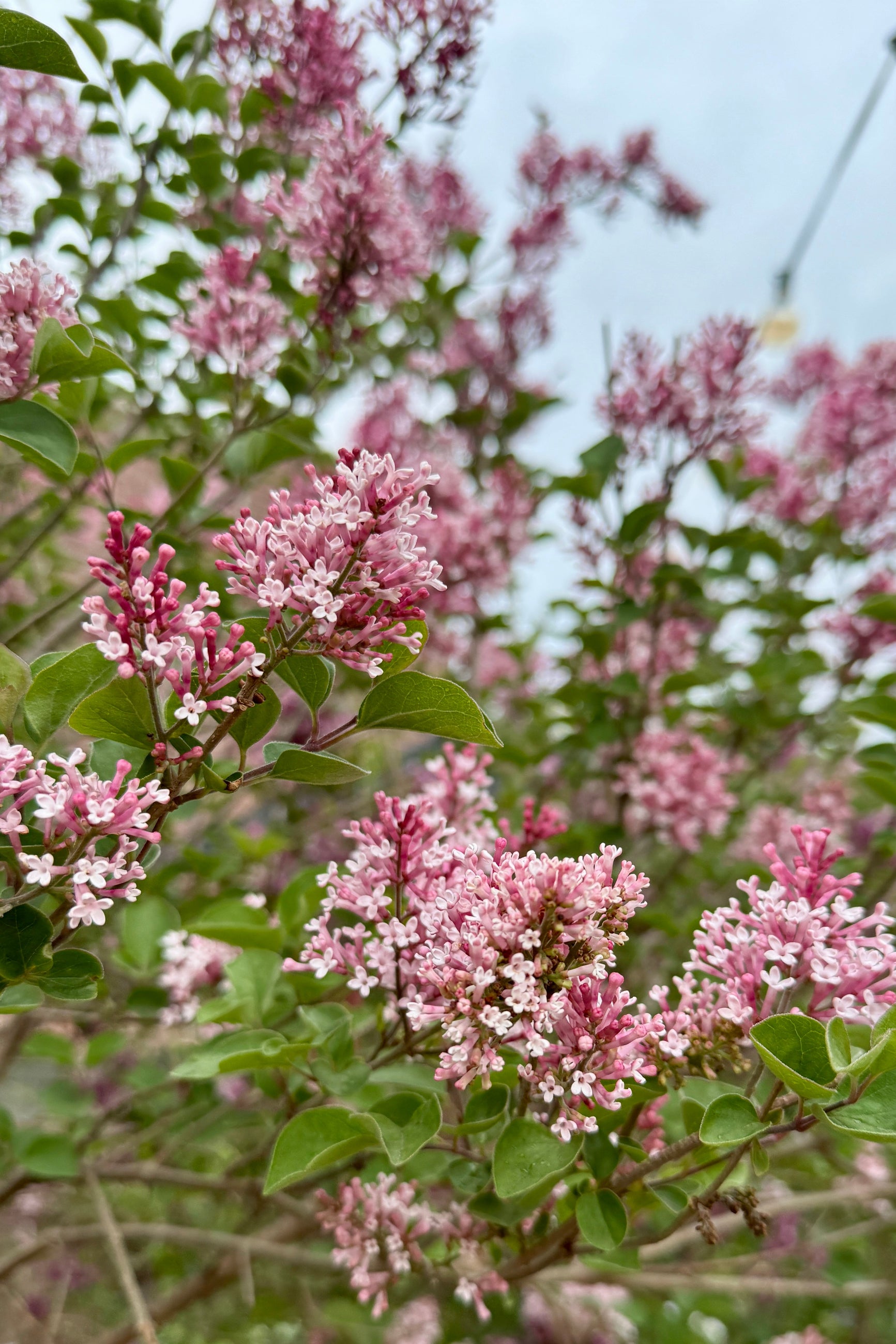 Syringa m. 'Tinkerbelle' #10 Standard 4'