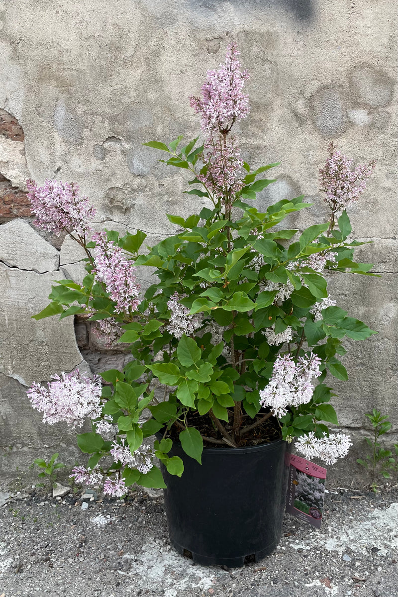Syringa 'Miss Kim' lilac bush in full bloom with its light purple flowers against a concrete wall mid May