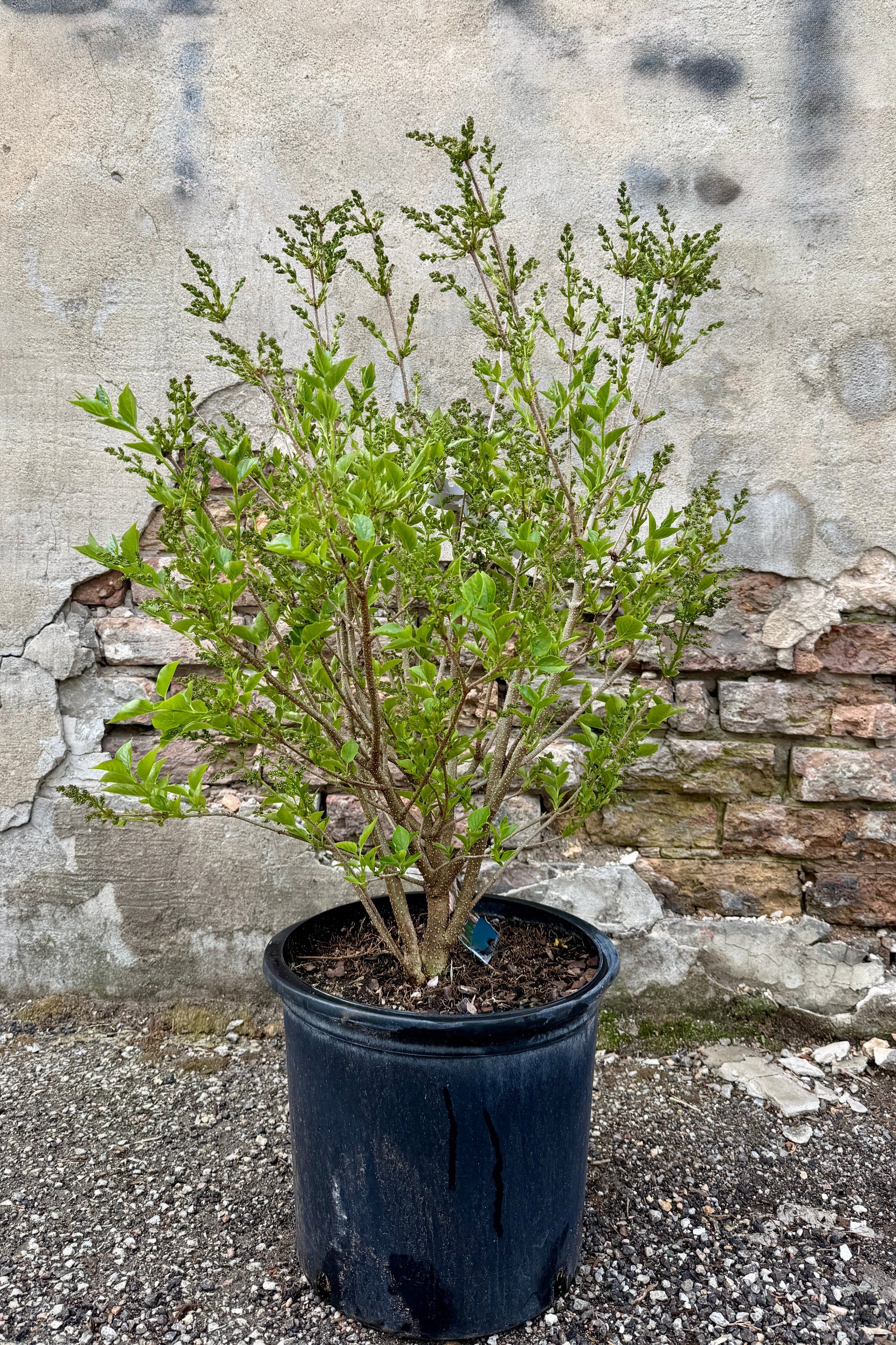 Potted Syringa p. 'Miss Kim' plant  in a #5 growers pot in bud stage the middle of April in front of a stone wall ©Sprout Home