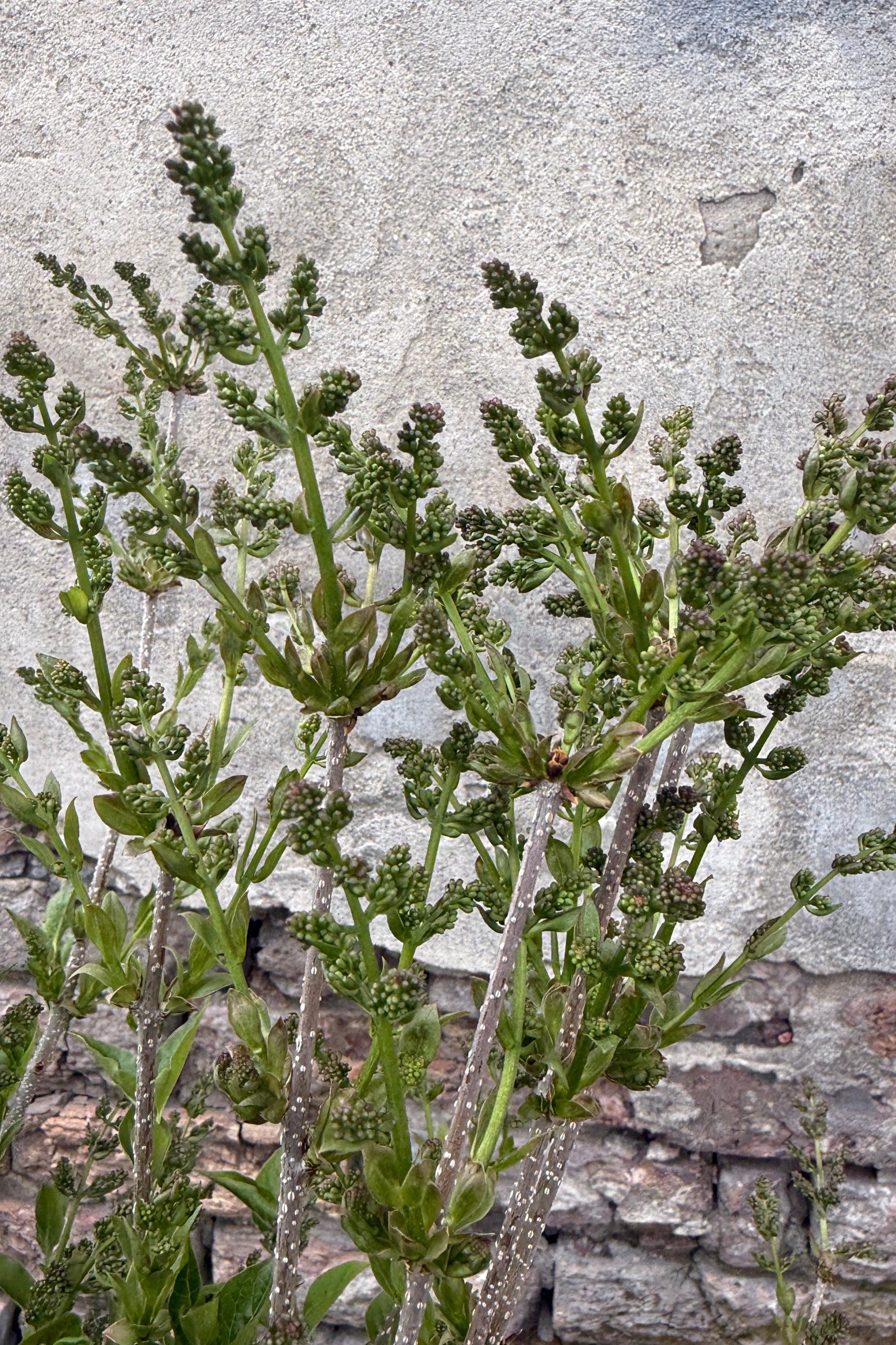 Syringa p. 'Miss Kim' in bud stage the middle of April  against a textured stone wall ©Sprout Home