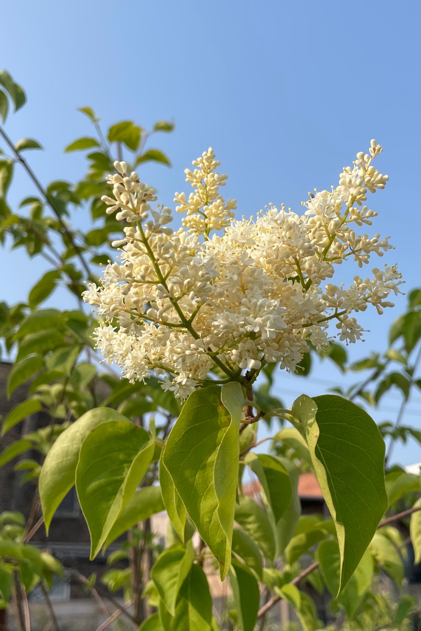 The white creamy blooms of the Syringa 'Ivory Silk' tree the beginning of June against the blue sky ©Sprout Home 