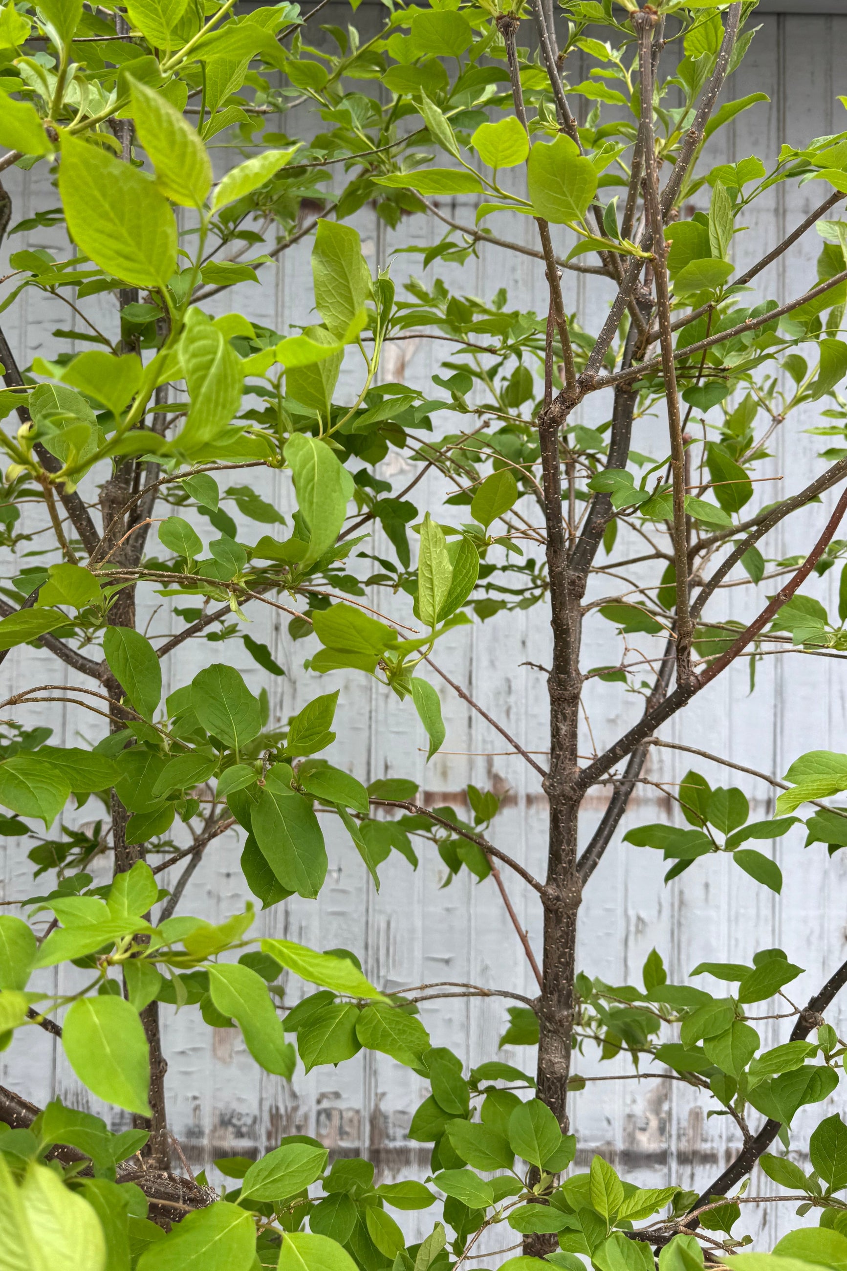 Close Photo of a Syringa reticulata tree, Japanese Tree Lilac in front of a gray wall. The tree has small, fresh leaves which have grown recently in mid Sprint. A network of branches of fine green leaves. ©Sprout Home