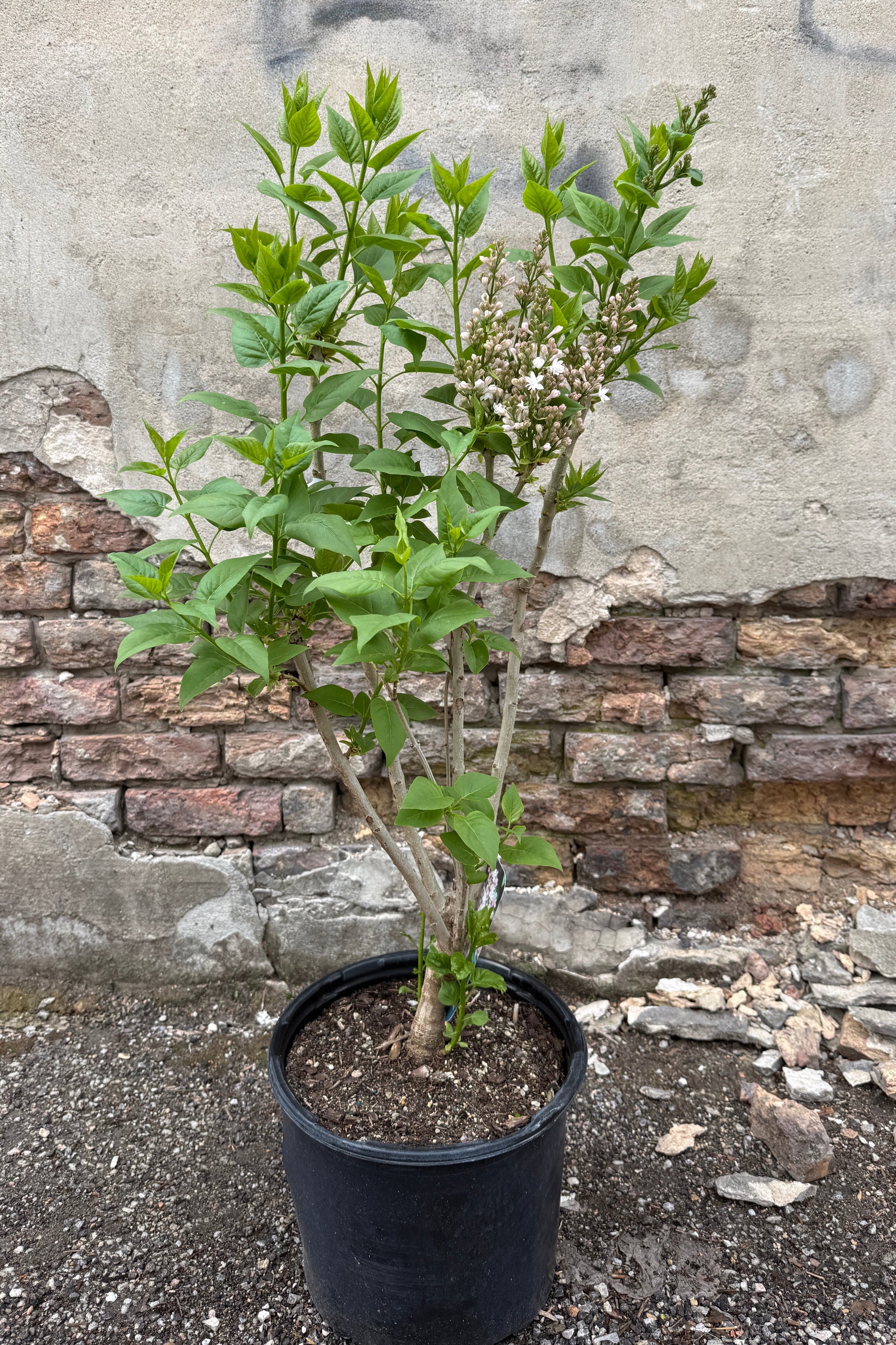 Syringa v. 'Beauty of Moscow' in a #3 growers pot in bud stage with a couple of open blooms the middle of April ©Sprout Home