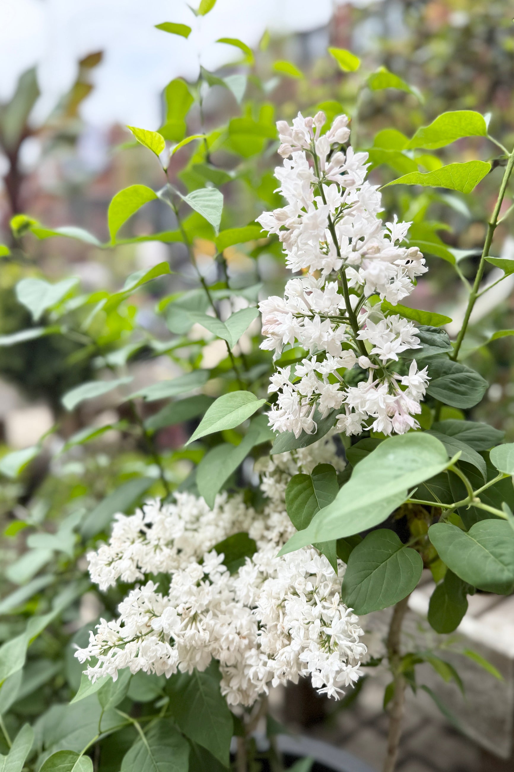 Syringa v. 'Beauty of Moscow' flowers in full bloom and up close the end of April ©Sprout Home