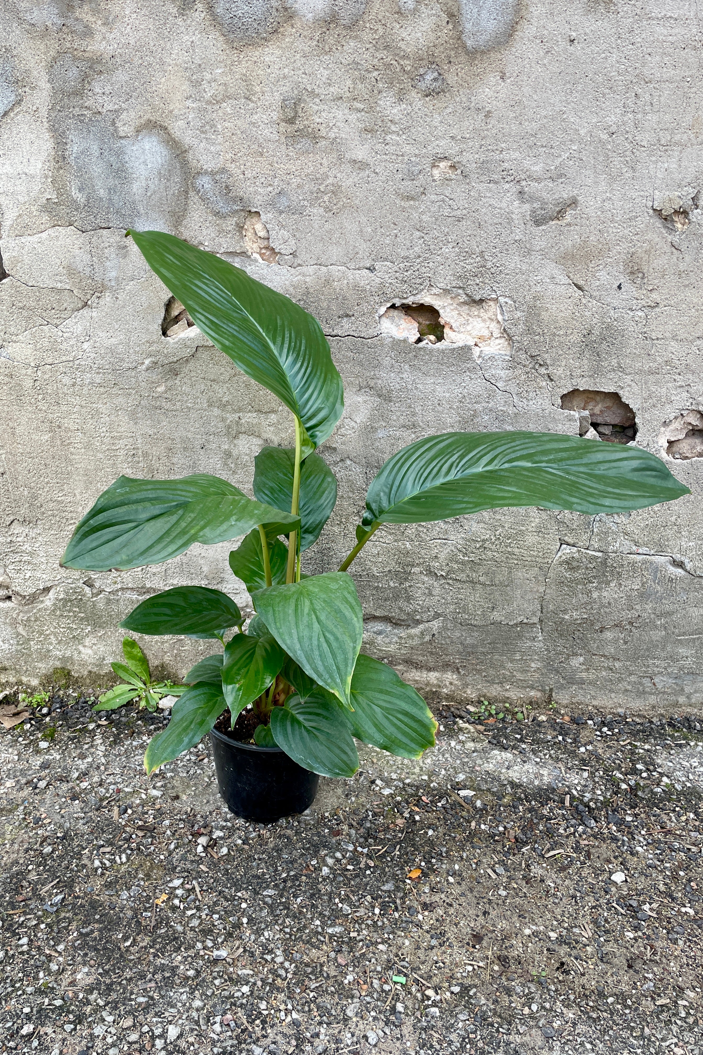 Tacca chanterii "Bat Plant" in a 6" growers pot against a concrete wall not in bloom. 