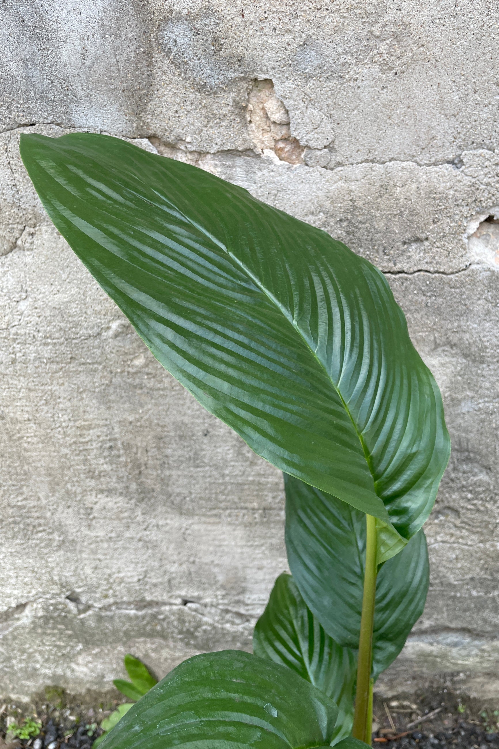 A close of the green ovate leaf of the Tacca "Bat Plant" ©Sprout Home