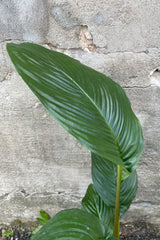 A close of the green ovate leaf of the Tacca "Bat Plant"
