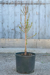 Taxodium 'Peve Minaret' in a #3 growers pot the end of April just starting to put out its foliage against a wood backdrop.