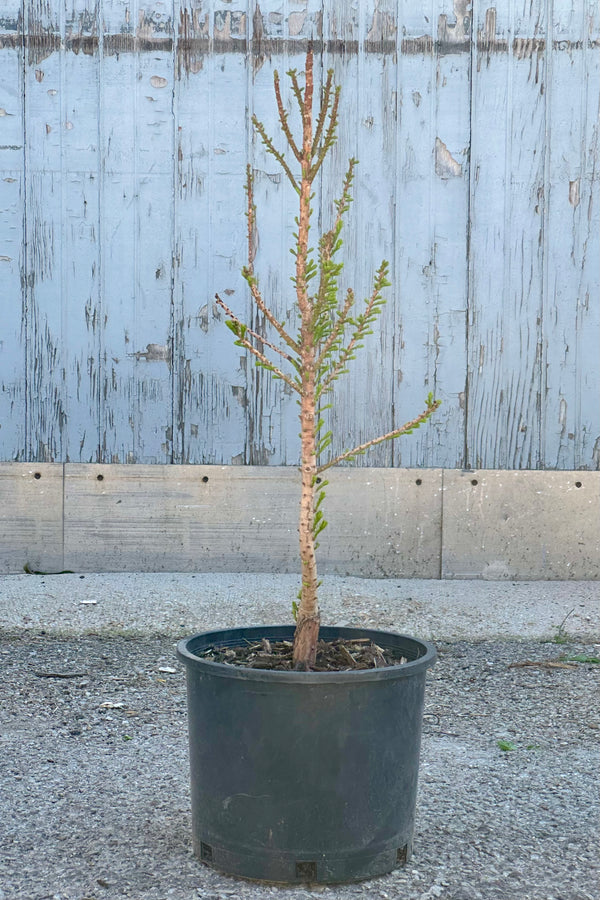 Taxodium 'Peve Minaret' in a #3 growers pot the end of April just starting to put out its foliage against a wood backdrop.