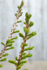 Detail of the taxodim 'Peve Minaret' the end of April just starting to green up.