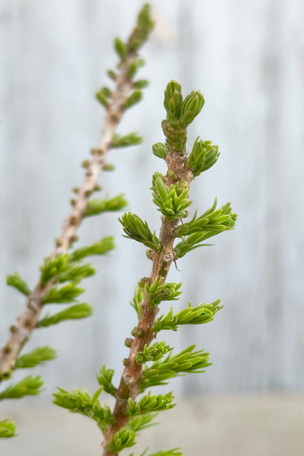 Detail of the taxodim 'Peve Minaret' the end of April just starting to green up.