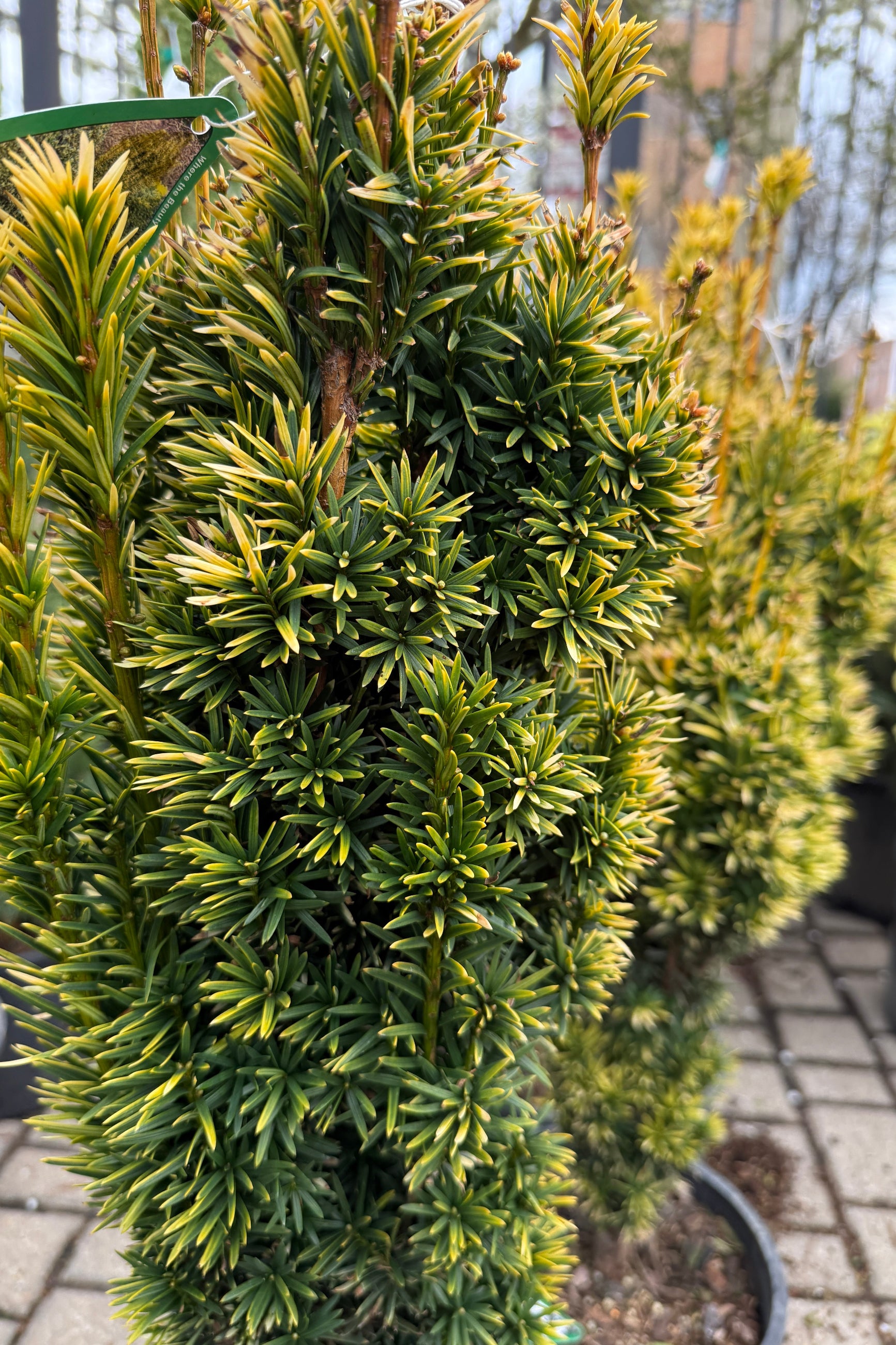 detail of the bright tipped foliage of Taxus bacca 'Bultinck Orange Beauty' ©Sprout Home