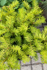 An up close picture of the needle like green new fresh foliage of the Taxus x. media shrub in the beginning of May