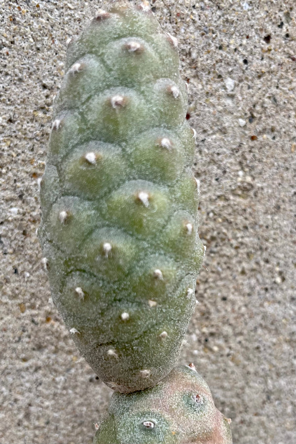 A detailed view of Tephrocactus articulatus 2" against concrete backdrop