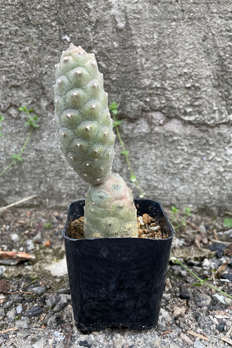 A full view of Tephrocactus articulatus 2" in grow pot against concrete backdrop