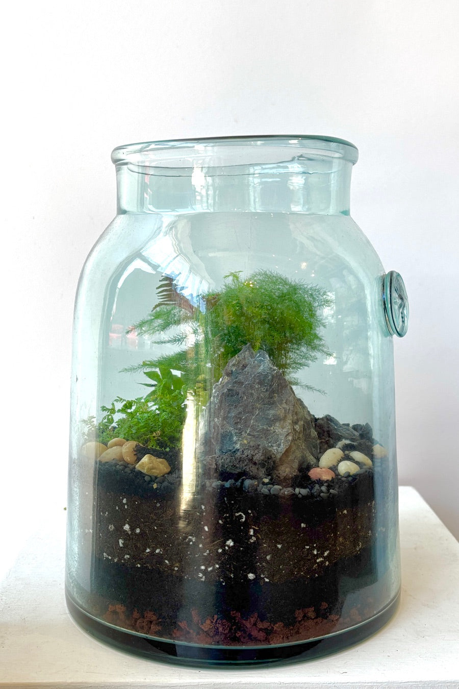 A glass terrarium in a white room planted with green textural ferns ©Sprout Home